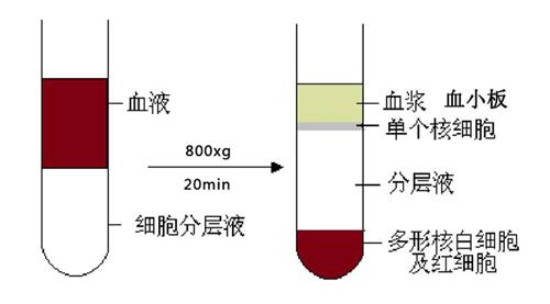 外周血单核细胞分离.jpg