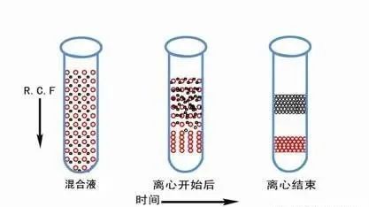 密度梯度离心法-2.jpg