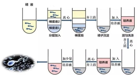 密度梯度离心法(1).jpg