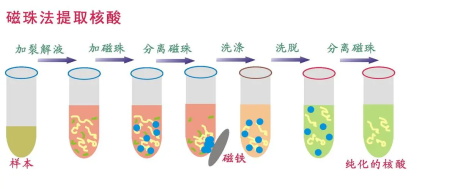 磁珠分选法(2).jpg